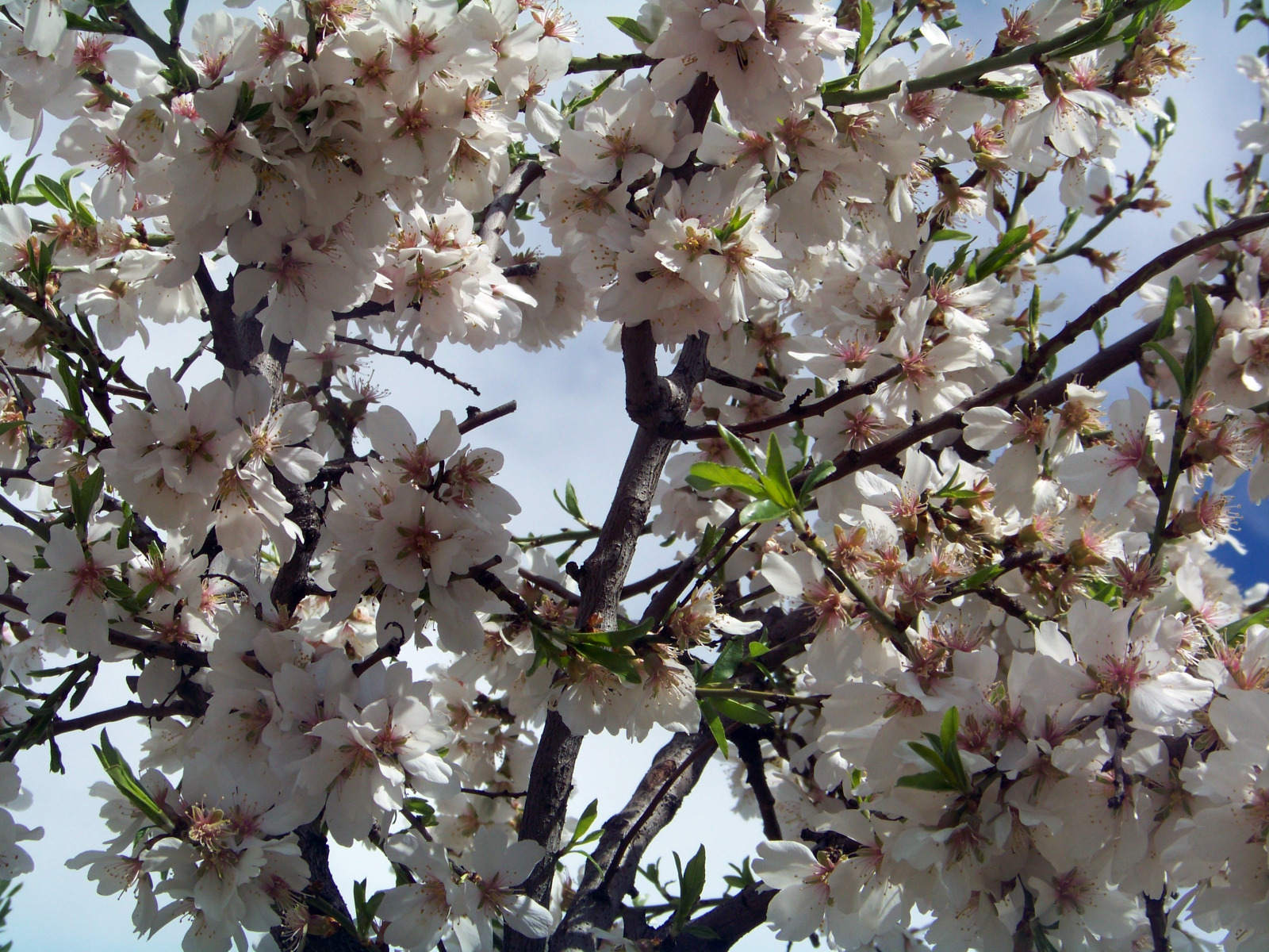 Fonds d'cran Nature Fleurs Tout fleurit.