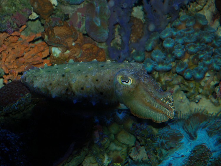 Fonds d'cran Animaux Vie marine - Pieuvres poulpe