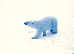 Fonds d'cran Animaux Ours polaire sent