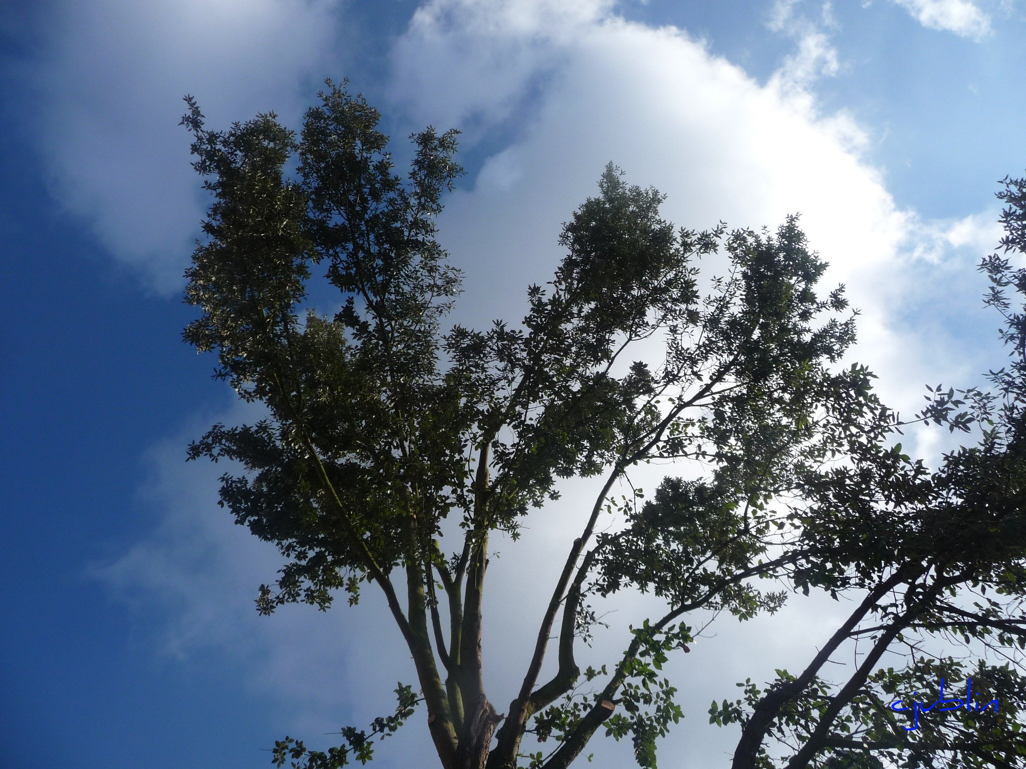 Fonds d'cran Nature Arbres - Forts on dirait des palmiers