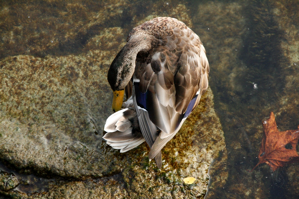 Wallpapers Animals Birds - Ducks Canard