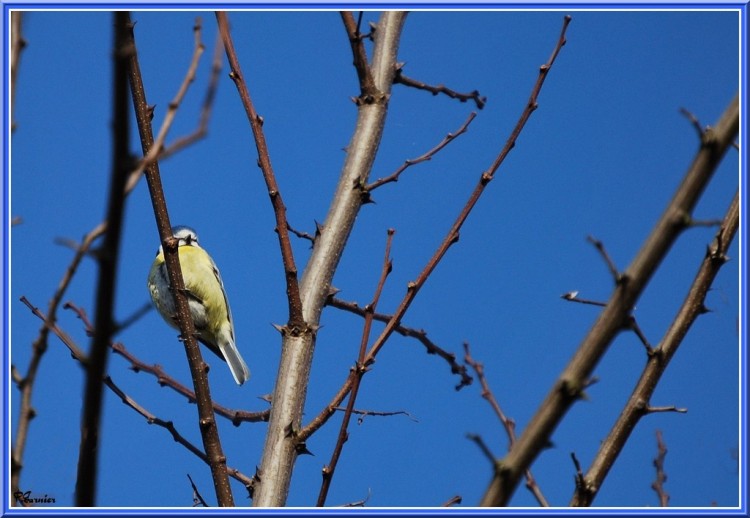 Wallpapers Animals Birds - Chickadees La msange