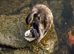 Wallpapers Animals Canard