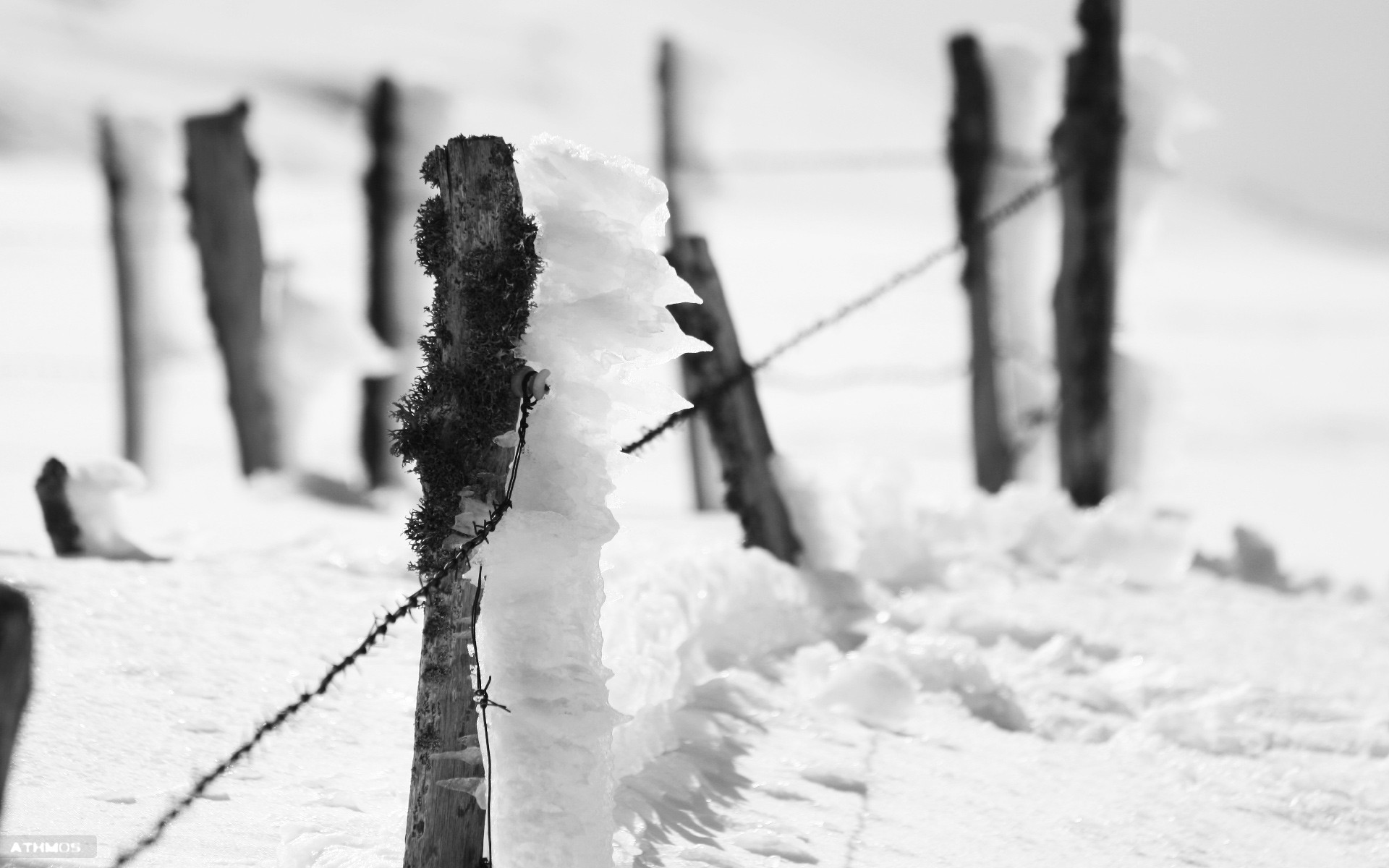 Fonds d'cran Nature Saisons - Hiver Piquet gel