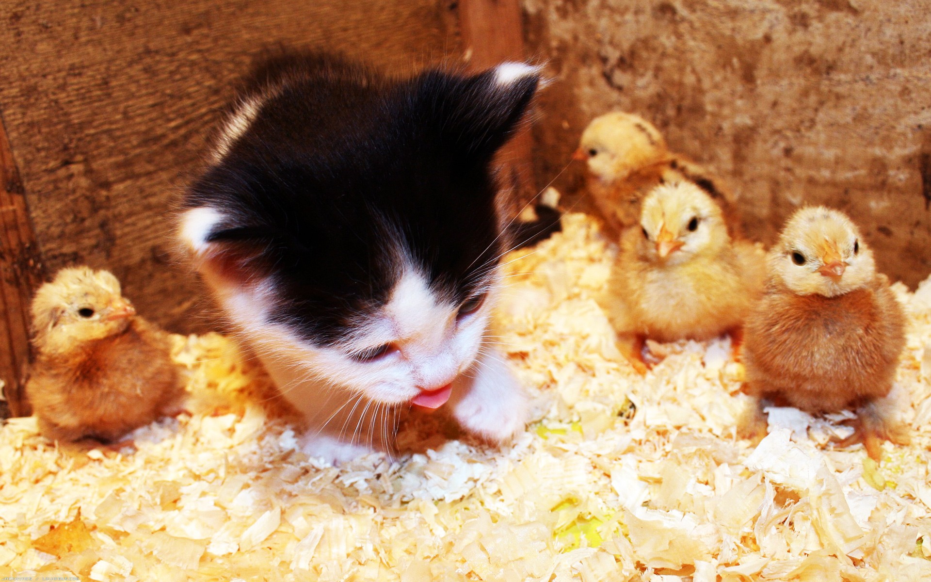 Fonds d'cran Animaux Chats - Chatons Douce rencontre