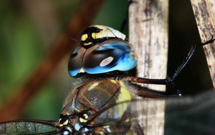 Wallpapers Animals Insects - Flies Jolis yeux bleus