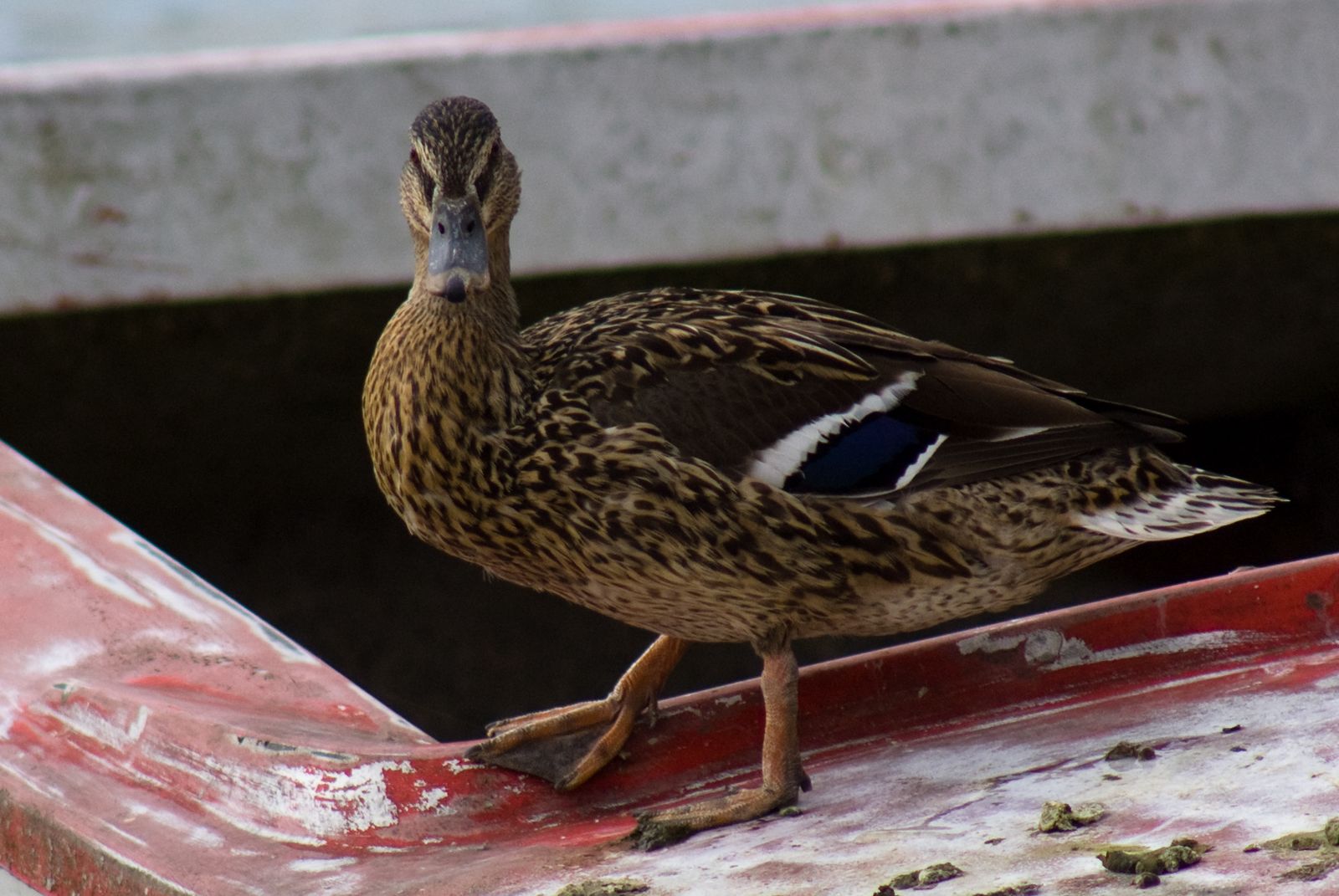 Wallpapers Animals Birds - Ducks Canne Colvert