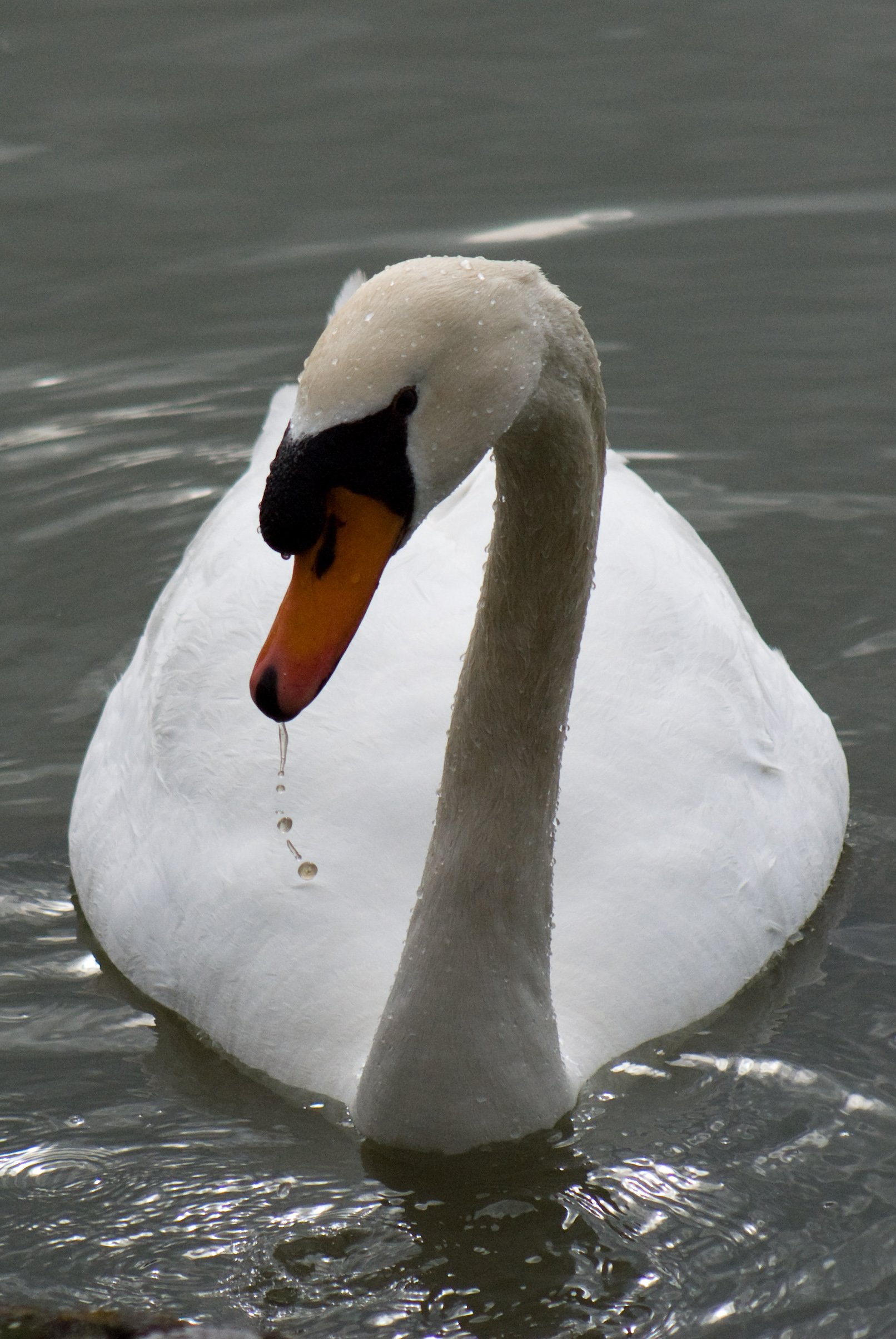 Wallpapers Animals Birds - Swans Un Cygne