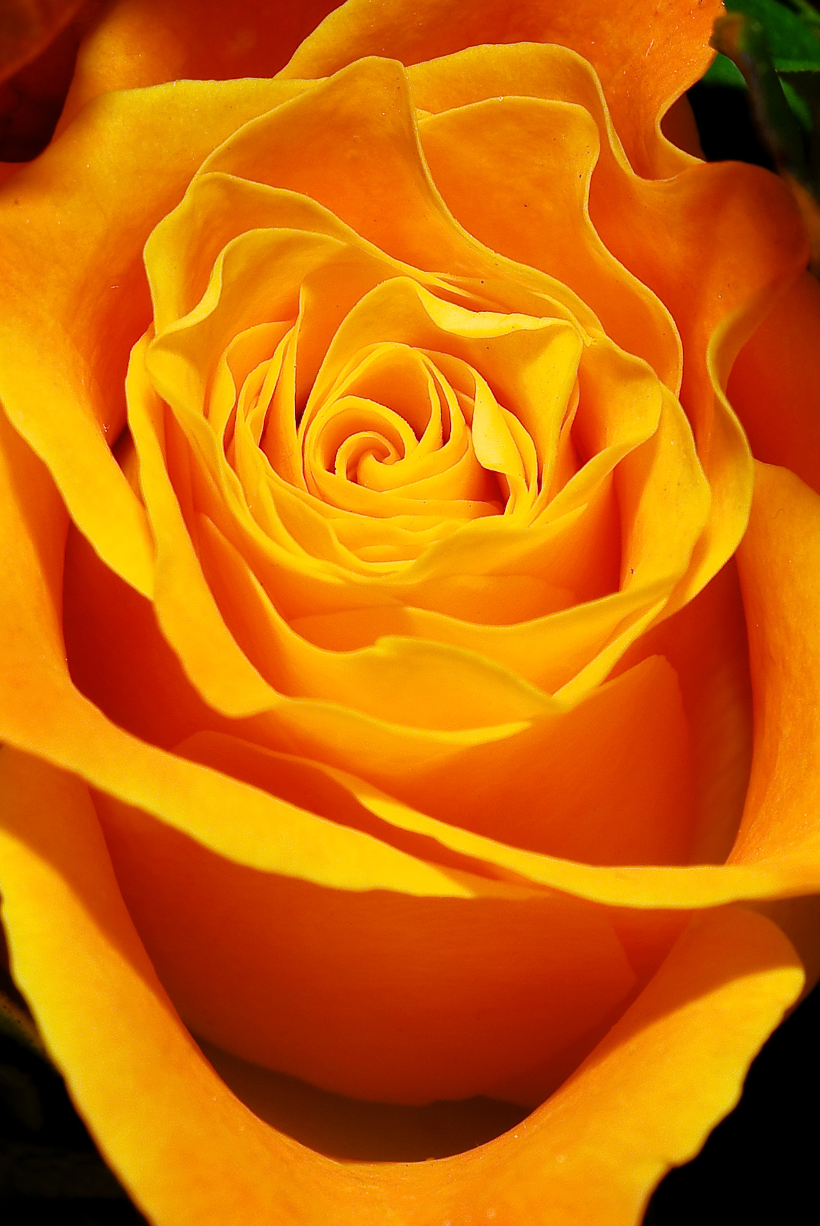 Wallpapers Nature Flowers Rose Jaune