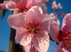 Fonds d'cran Nature fleurs de pecher