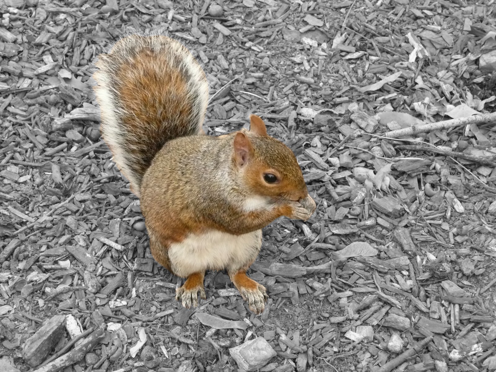 Fonds d'cran Animaux Rongeurs - Ecureuils ecureuil de central park