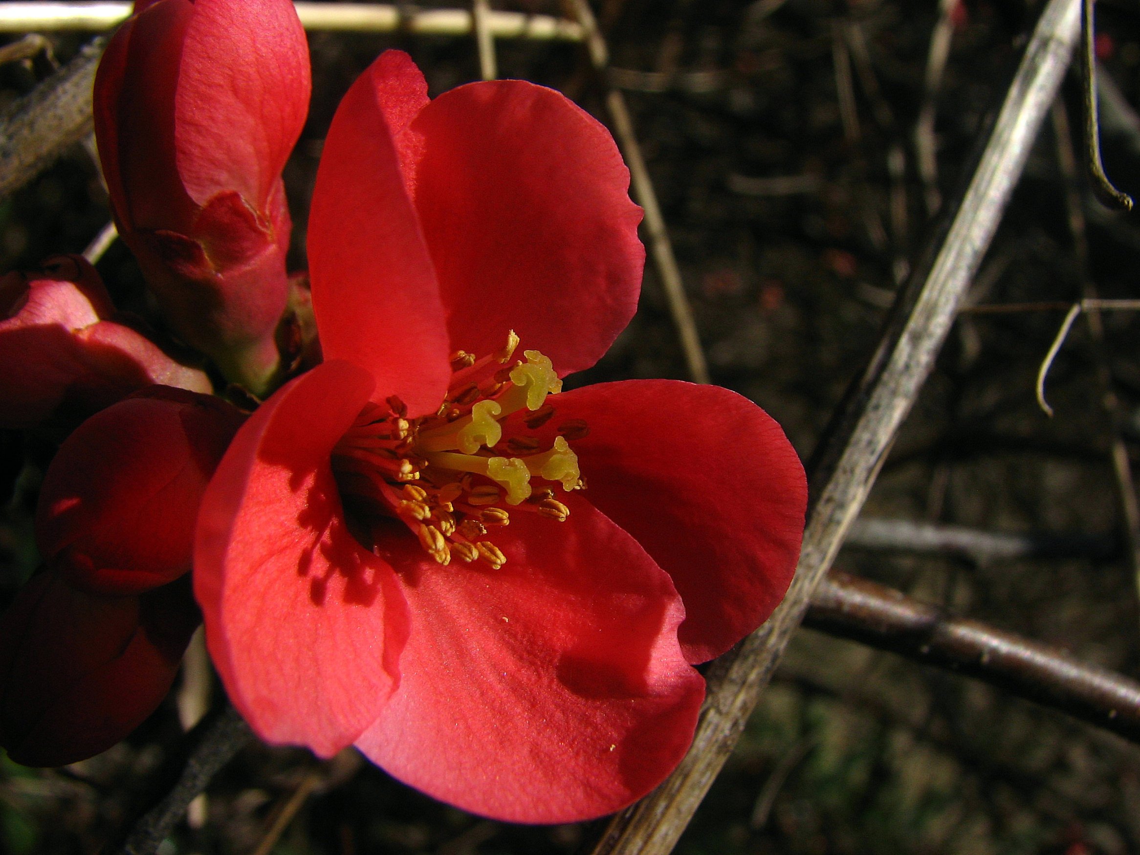 Wallpapers Nature Flowers Fleur du pommier du Japon