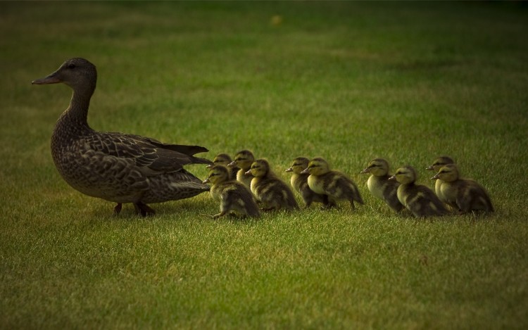 Wallpapers Animals Birds - Ducks Petite famille