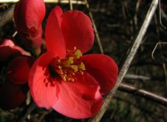 Fonds d'cran Nature Fleur du pommier du Japon