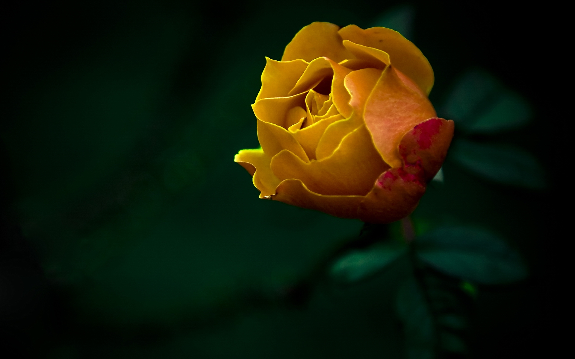 Fonds d'cran Nature Fleurs Rose jaune