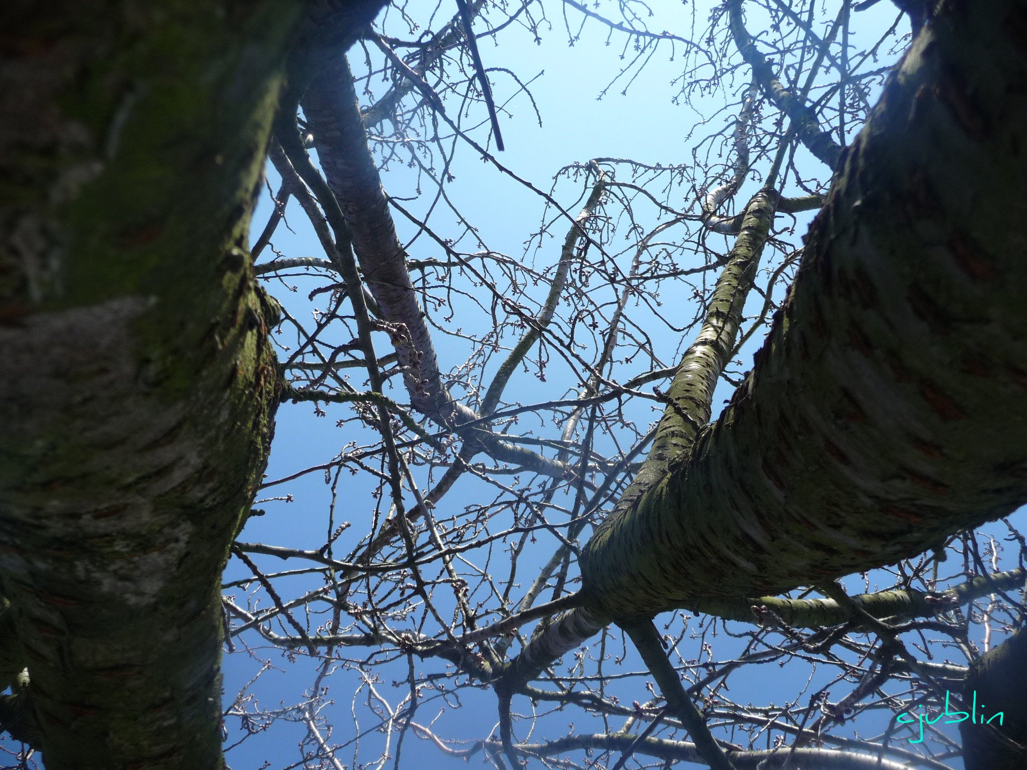 Fonds d'cran Nature Arbres - Forts un fond marin dans les airs