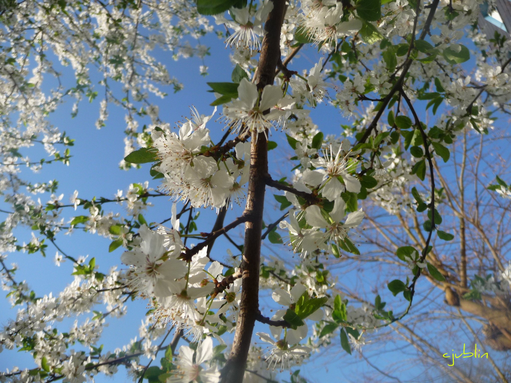 Fonds d'cran Nature Arbres - Forts un ballet arien