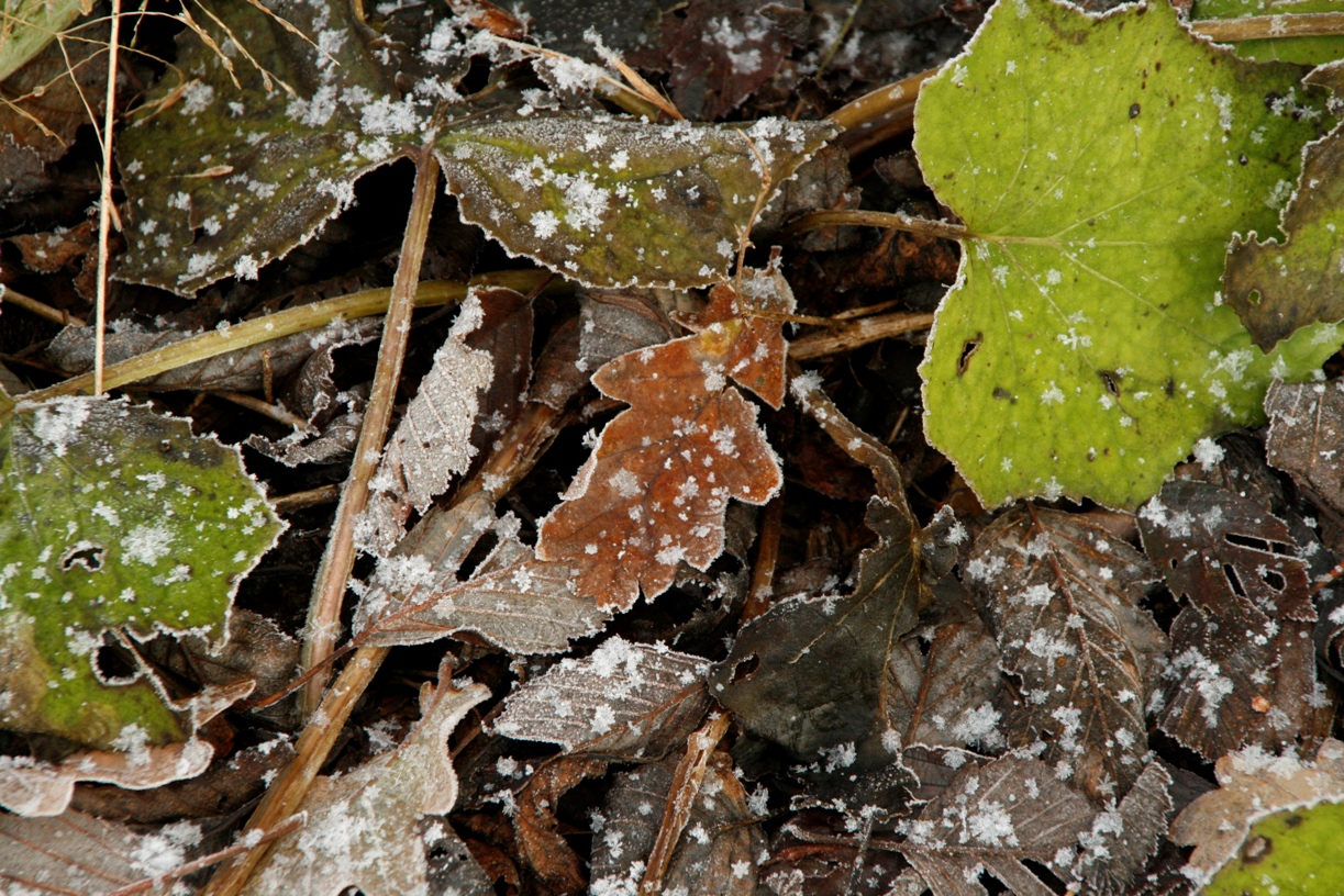 Wallpapers Nature Leaves - Foliage 