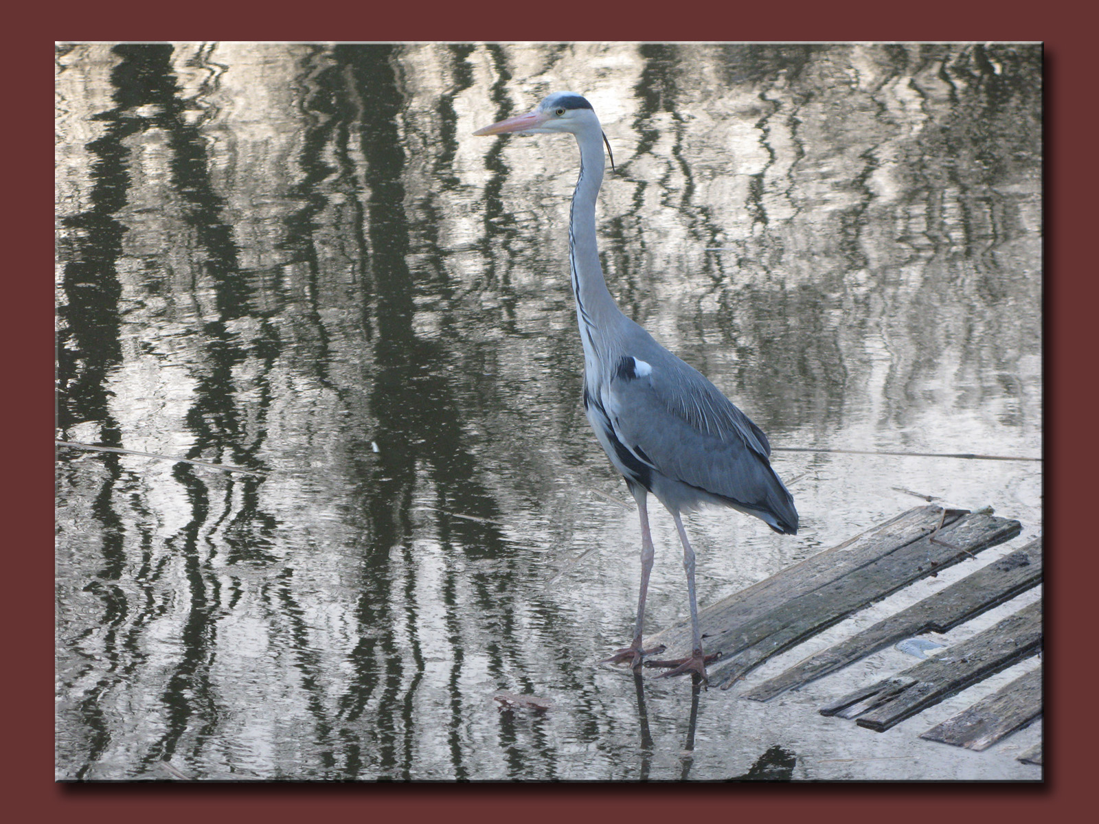 Wallpapers Animals Birds - Herons 