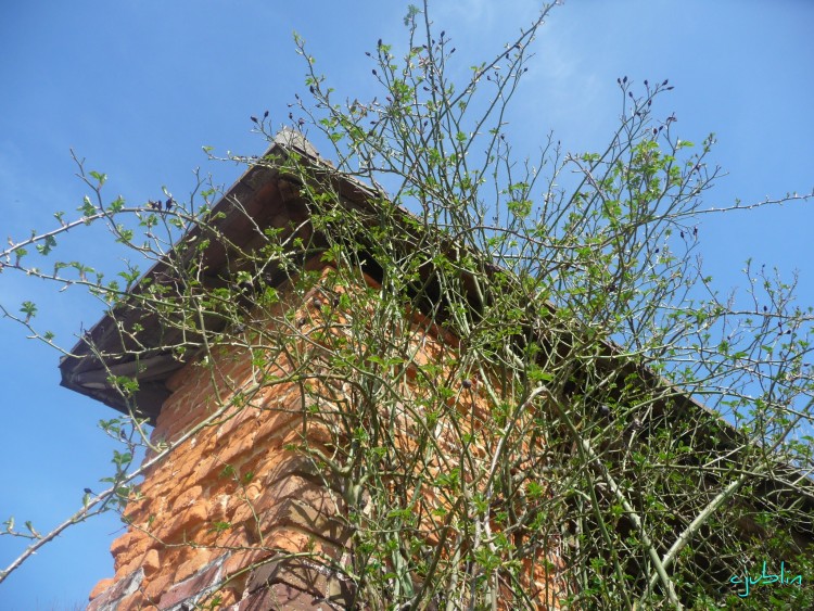 Fonds d'cran Nature Plantes - Arbustes dans feuilles dans l'azur