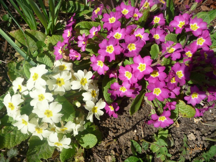 Fonds d'cran Nature Fleurs des penses bien ensoleilles 