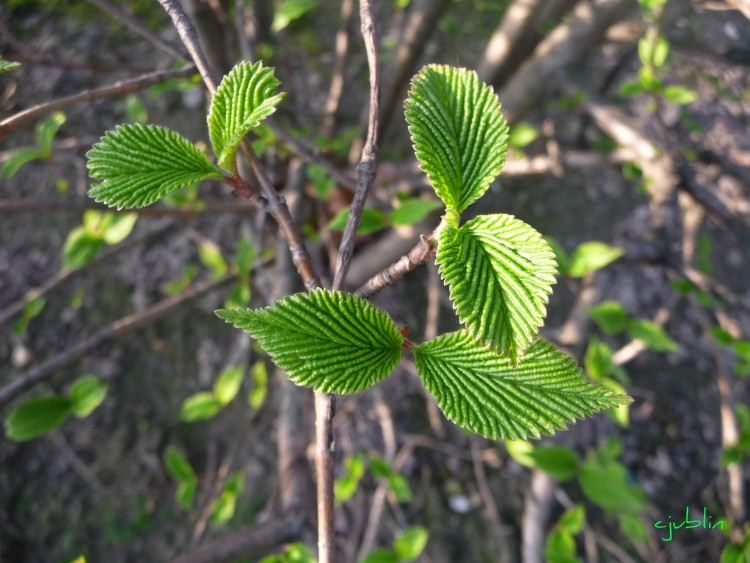 Fonds d'cran Nature Feuilles - Feuillages le printemps s'veille