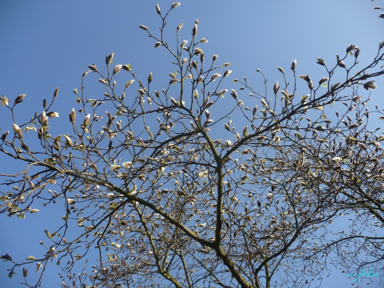 Fonds d'cran Nature Fleurs l'closion des magniolias