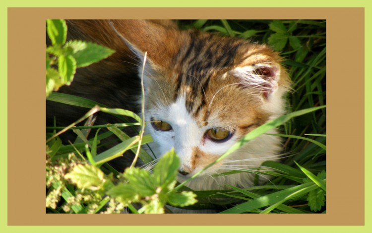 Fonds d'cran Animaux Chats - Chatons Petite Maxxie