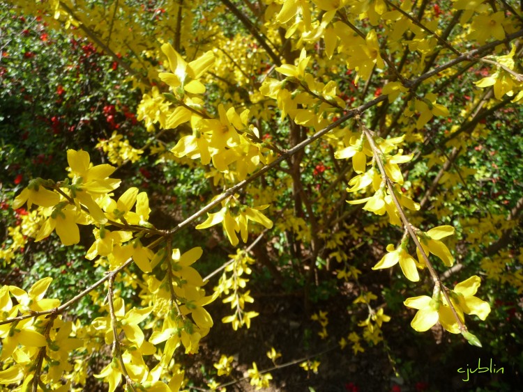 Wallpapers Nature Flowers des forcicias si jaunes