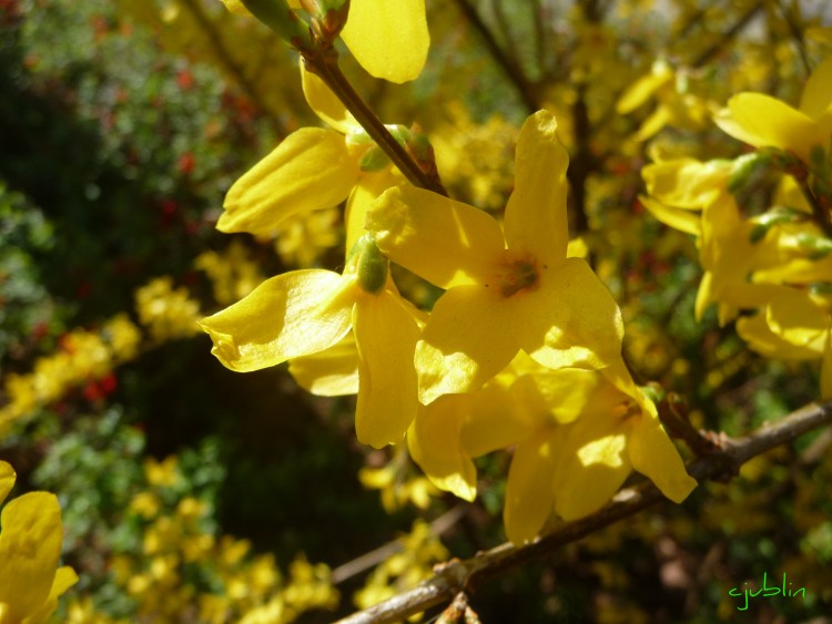 Fonds d'cran Nature Fleurs on dirait des soleils