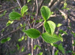 Fonds d'cran Nature le printemps s'veille