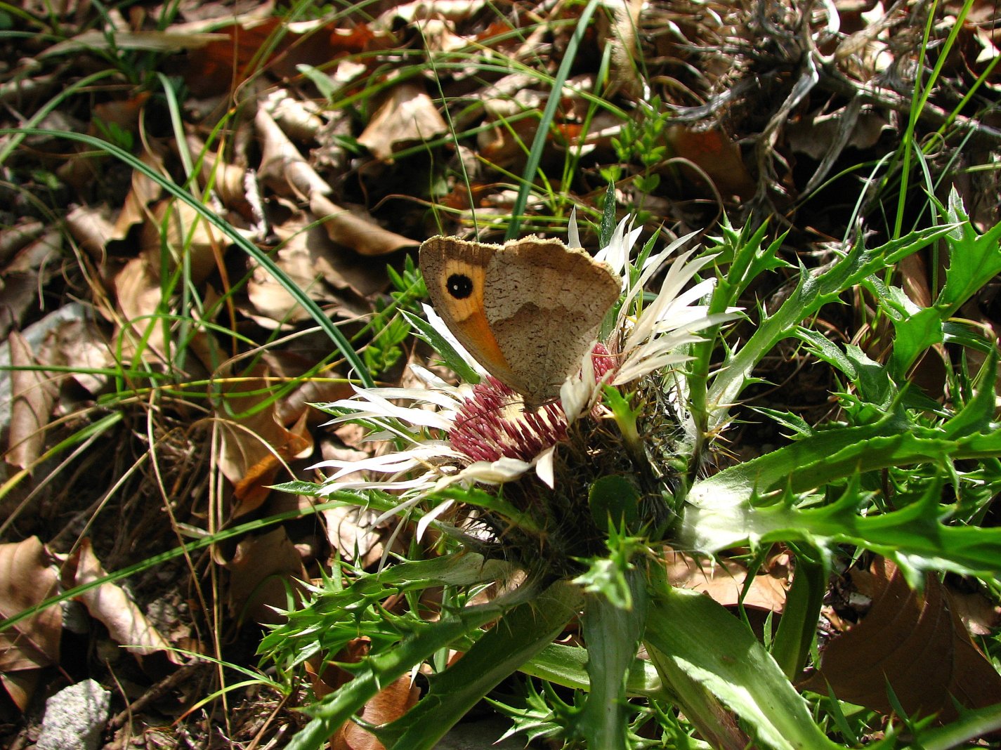 Wallpapers Animals Insects - Butterflies Myrtil sur une carline