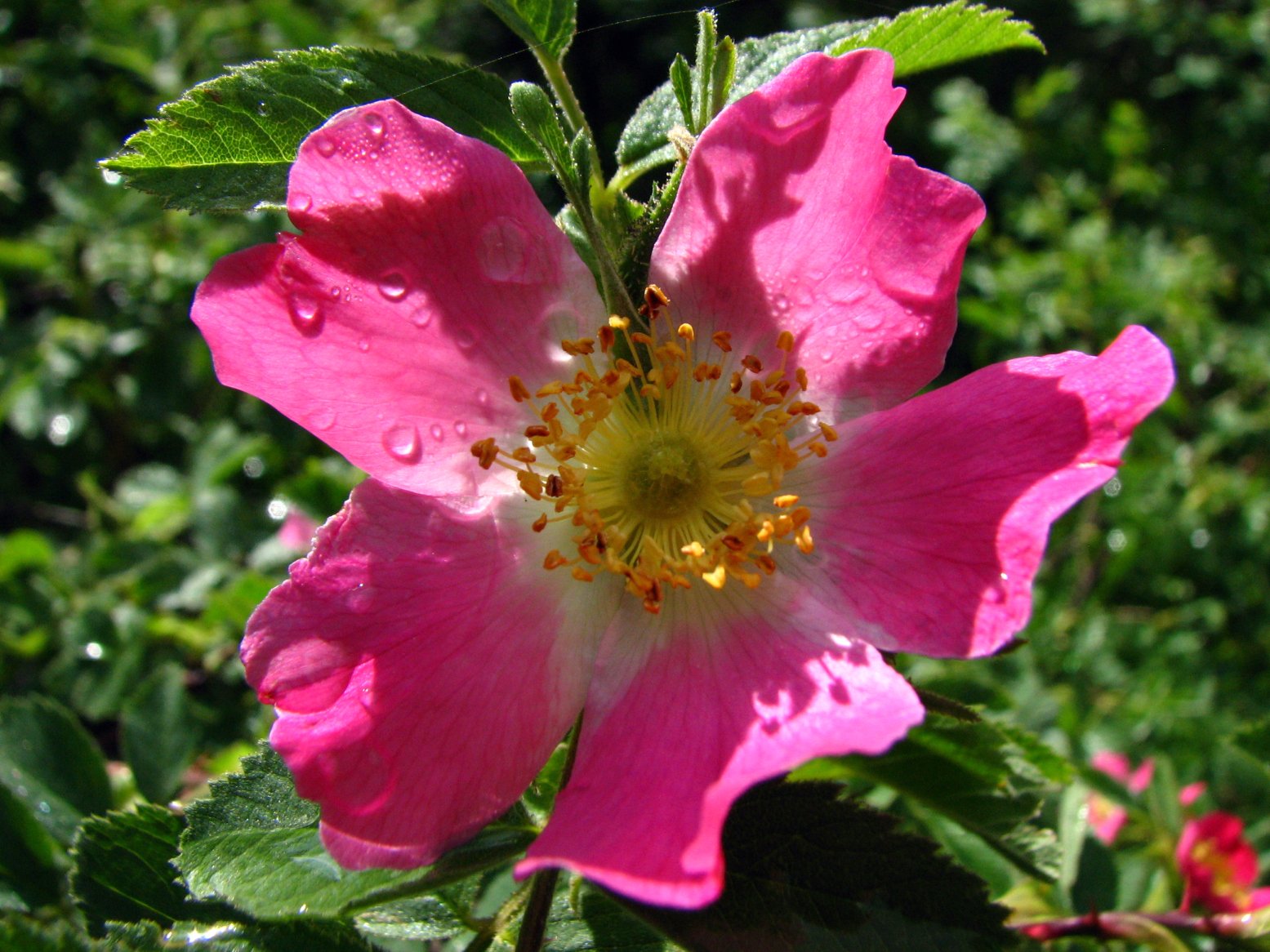 Wallpapers Nature Flowers Rosier des Alpes