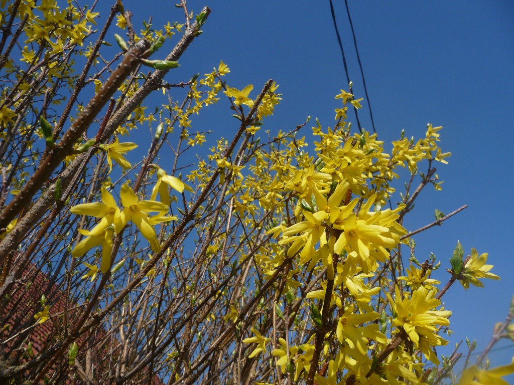 Wallpapers Nature Flowers du jaune et du bleu