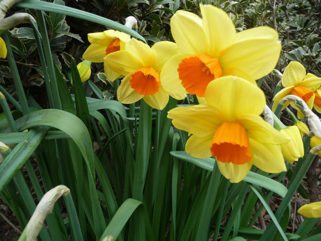 Wallpapers Nature Flowers des jonquilles en herbe