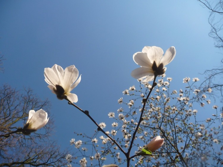 Fonds d'cran Nature Fleurs le V de la victoire