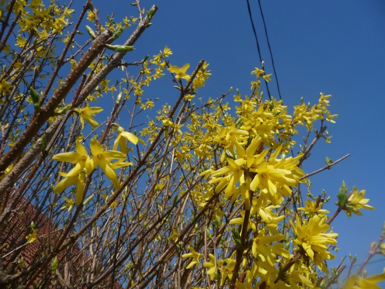 Wallpapers Nature Flowers du jaune et du bleu