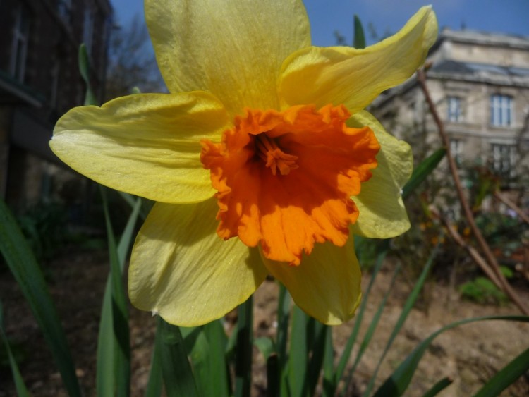 Wallpapers Nature Flowers une jonquille dans la ville