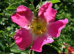 Fonds d'cran Nature Rosier des Alpes