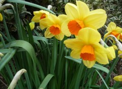 Fonds d'cran Nature des jonquilles en herbe