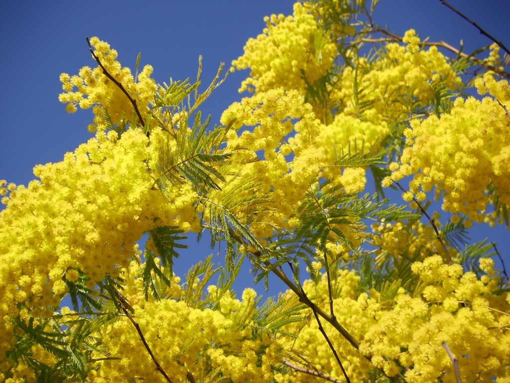 Wallpapers Nature Plants - Shrubs Mimosas