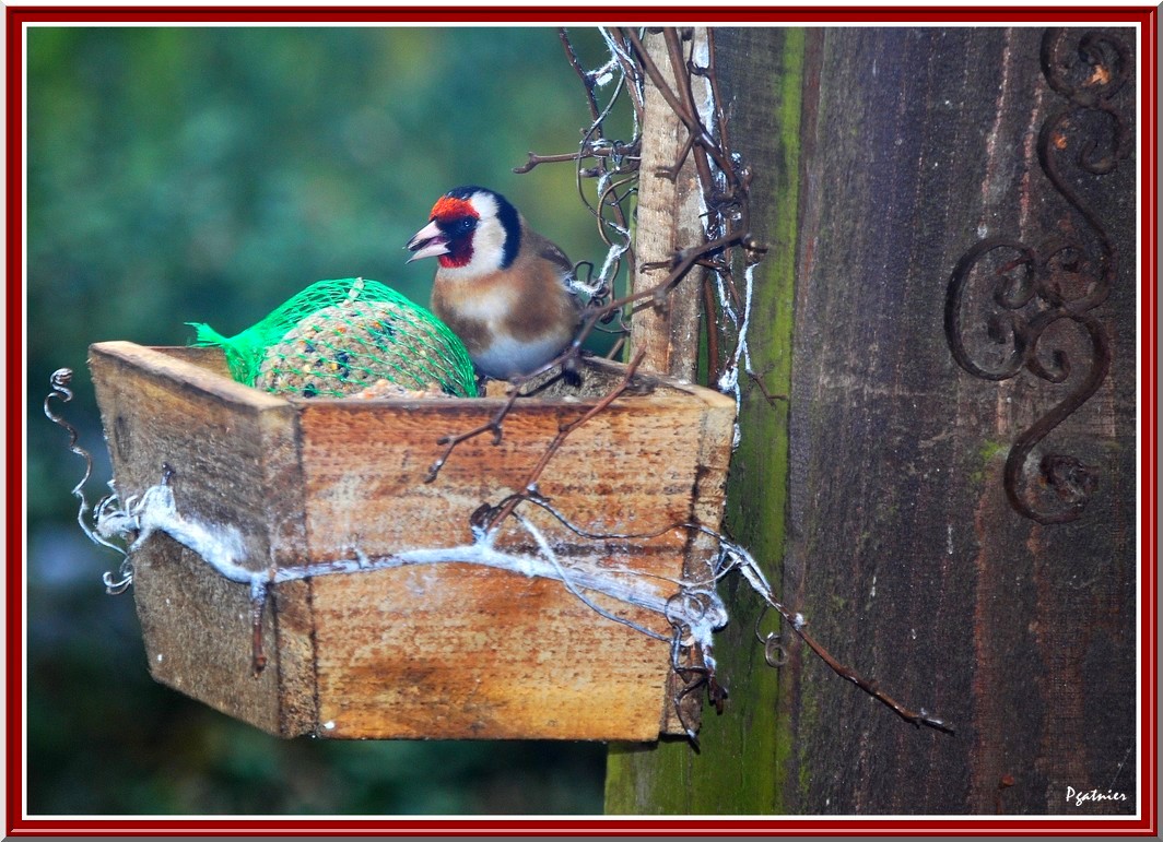 Wallpapers Animals Birds - Chardonnerets Le chardonneret.