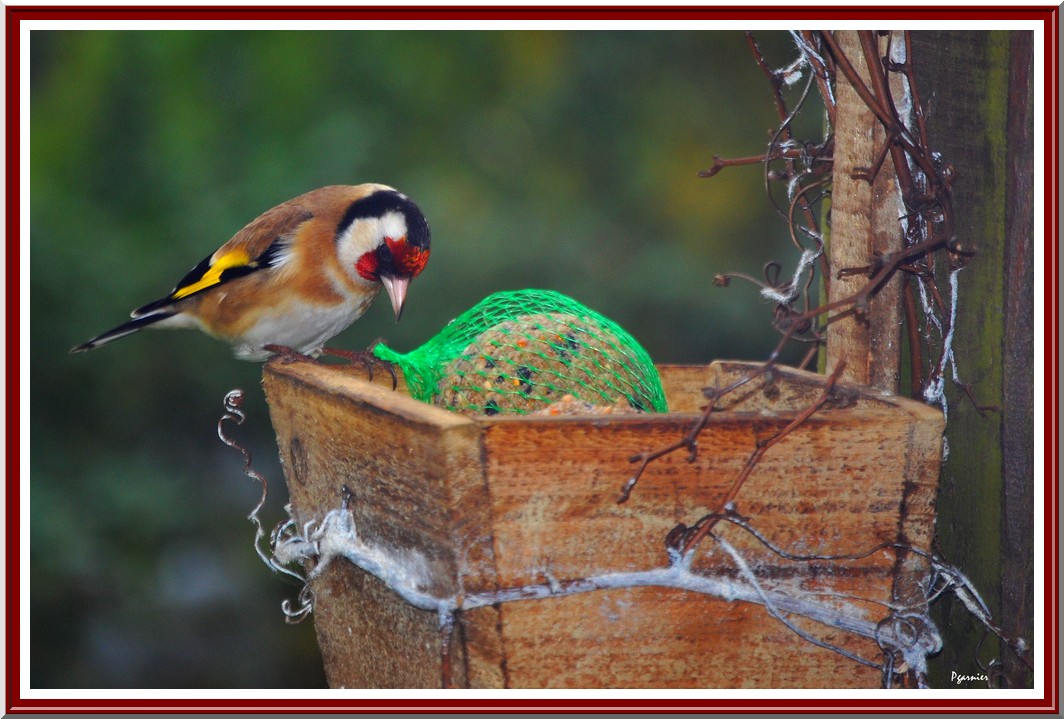 Fonds d'cran Animaux Oiseaux - Chardonnerets Le chardonneret.