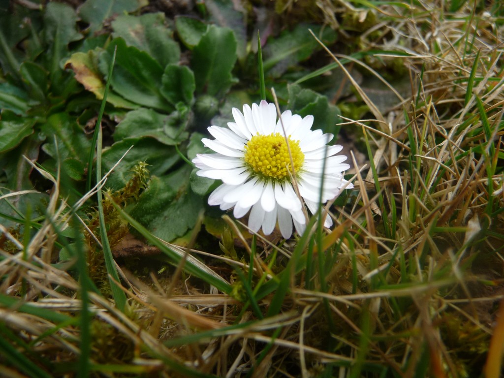 Wallpapers Nature Flowers seule dans l'herbe