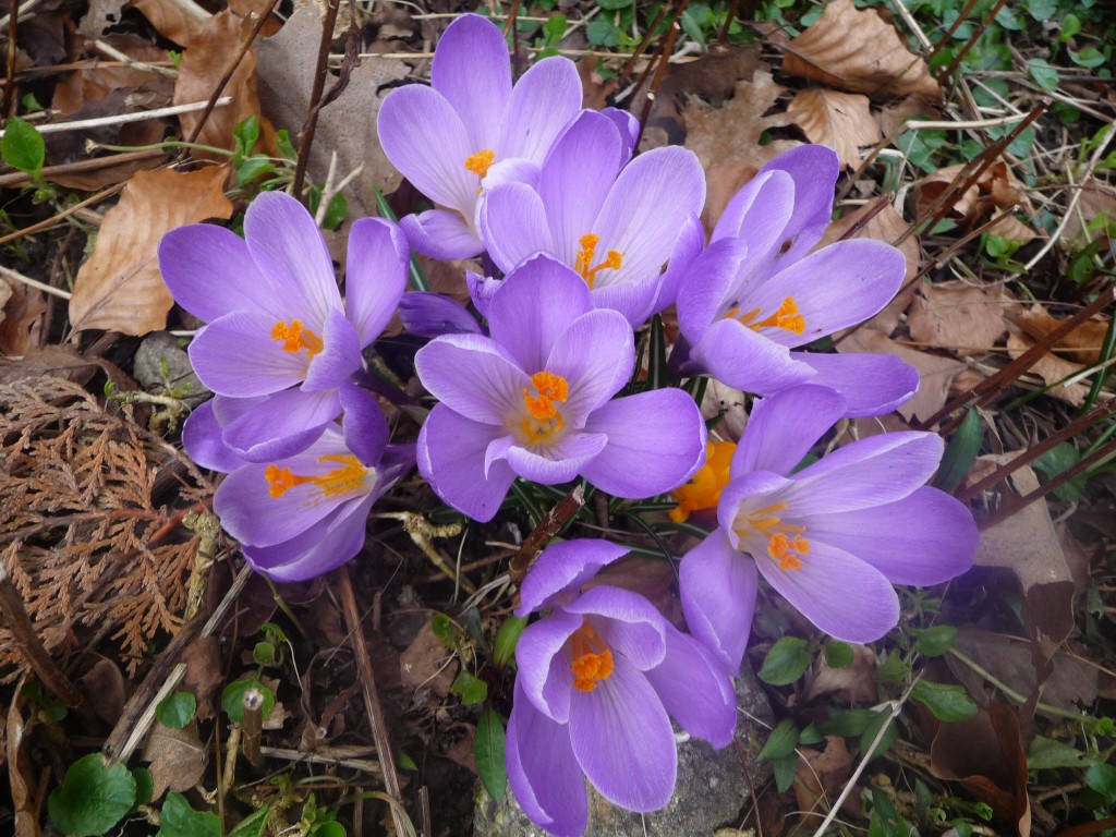 Fonds d'cran Nature Fleurs de jolis crocus bien entours