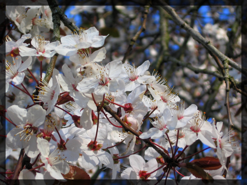 Fonds d'cran Nature Fleurs 