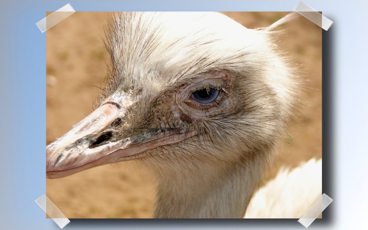 Fonds d'cran Animaux Oiseaux - Autruches et Emeus Autruche Zoo