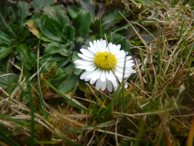 Fonds d'cran Nature Fleurs seule dans l'herbe