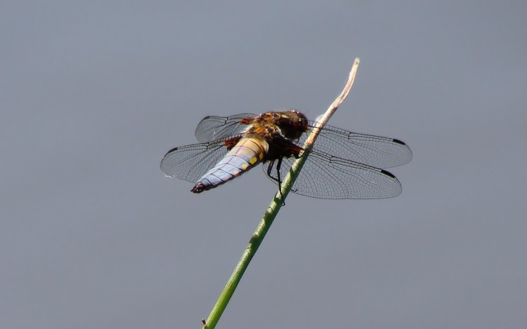 Wallpapers Animals Insects - Dragonflies Libellule