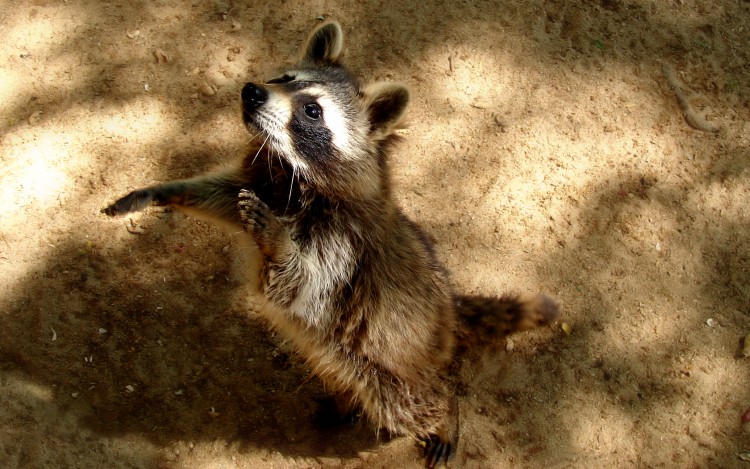 Fonds d'cran Animaux Ratons Laveurs Raton laveur